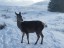 ...more neighbours!